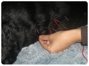 veterinary acupuncture