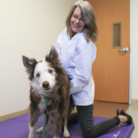 Canine Chiropractic