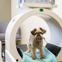 Pulsed Signal Therapy