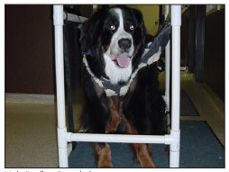 hydrotherapy dogs hydrotherapy dogs