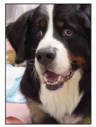 hydrotherapy for dogs hydrotherapy for dogs